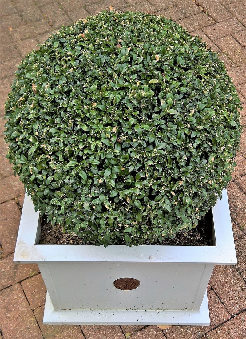 Topiary Garden
