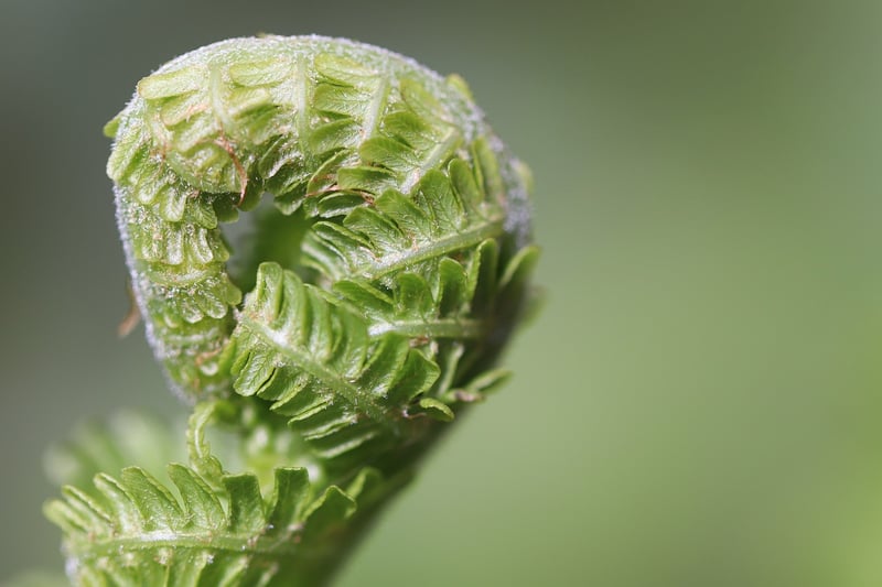 Fern Leaves