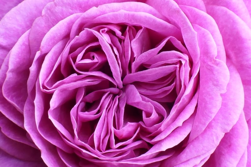 Rose Garden